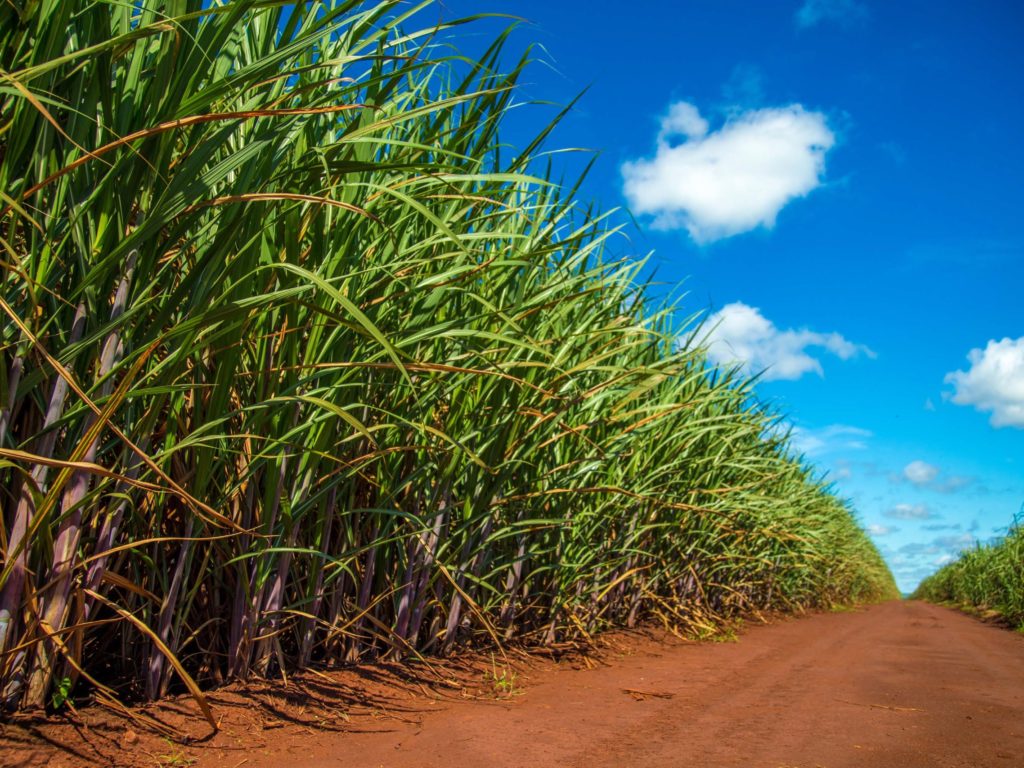 Barry Callebaut partners with Demica and the IFC to establish sustainable financing facility for ingredient suppliers